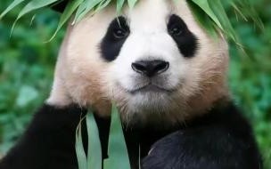 国宝大熊猫花花为啥这么火 大熊猫花花为什么这么火