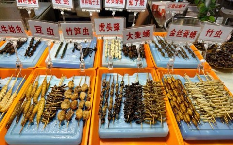 昆虫美食节试吃（昆虫类美食）