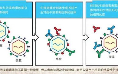 疫苗工作原理（疫苗工作原理是什么）