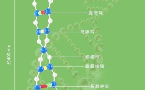 DNA双螺旋结构（dna双螺旋结构的特点是什么）