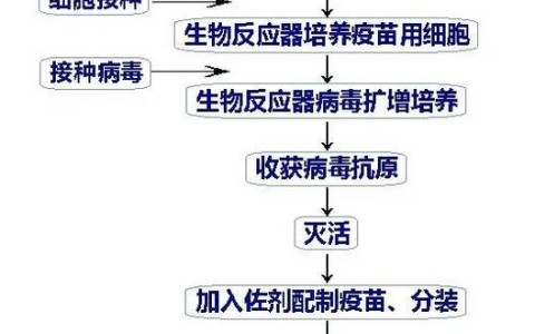疫苗研发流程（疫苗研发流程图）