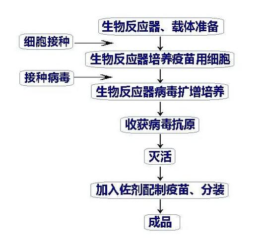 疫苗研发流程（疫苗研发流程图）