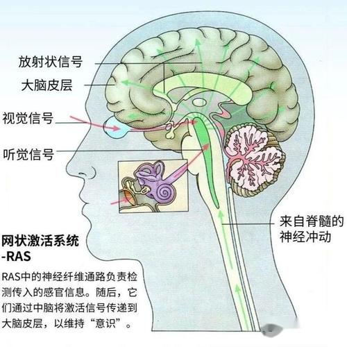 决策脑科学（决策脑科学 下载）