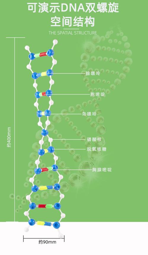 DNA双螺旋结构（dna双螺旋结构的特点是什么）