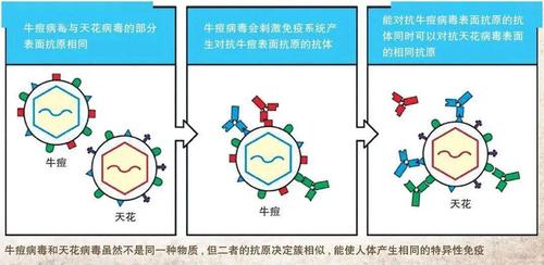 疫苗工作原理（疫苗工作原理是什么）